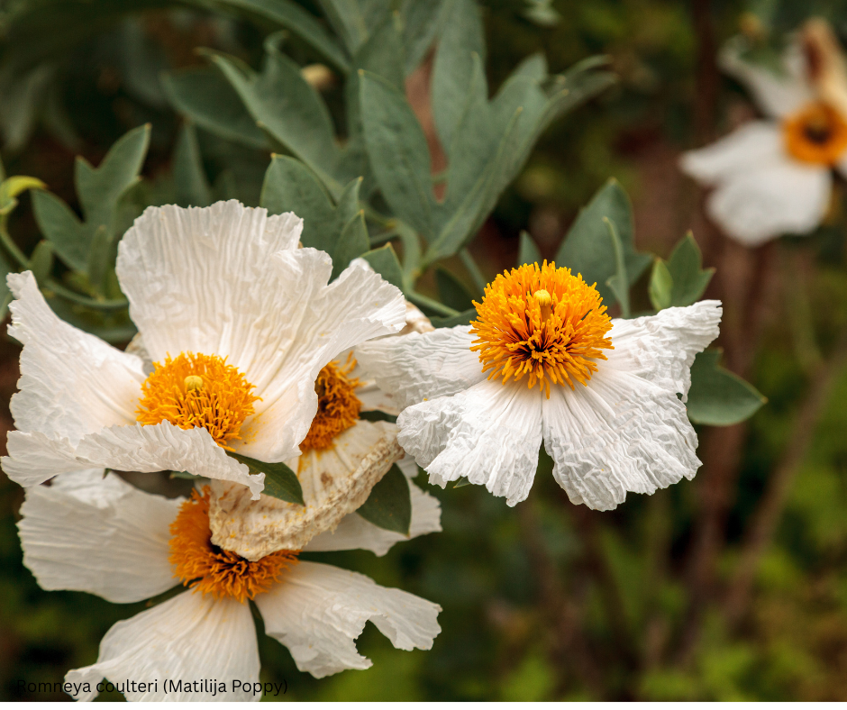 Romneya coulteri (Matilija Poppy) - 1,000 Seeds - Bulk