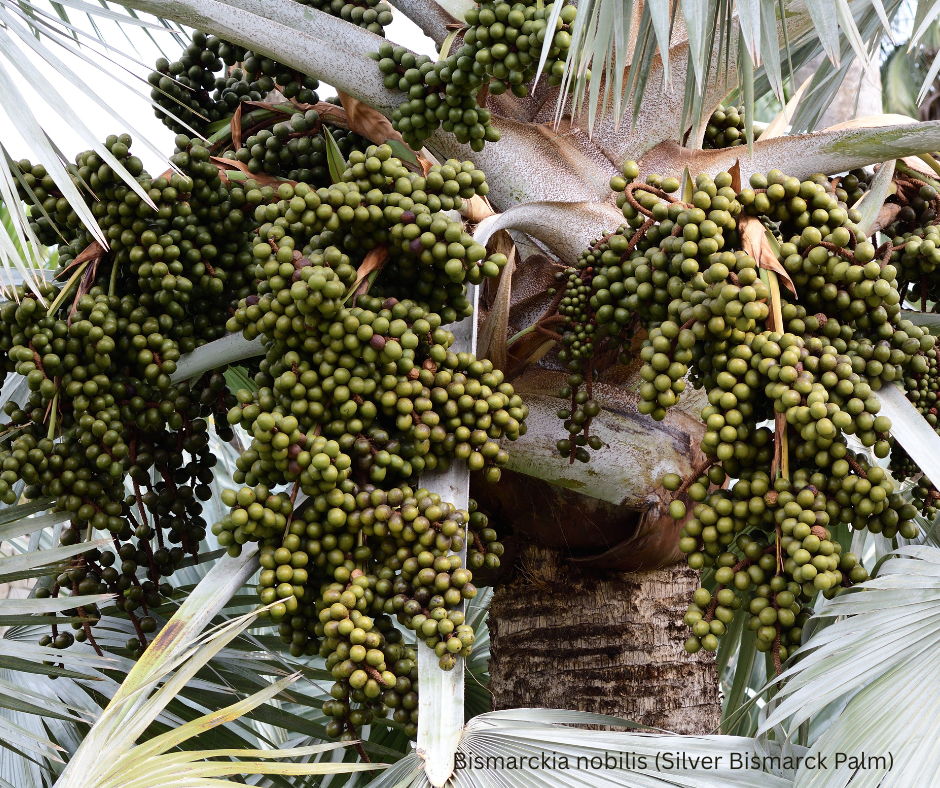 Bismarckia nobilis (Silver Bismarck Palm) - 100 Seeds -  Bulk