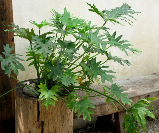 Philodendron selloum (Tree Philodendron) - 1,000 Seeds - Bulk