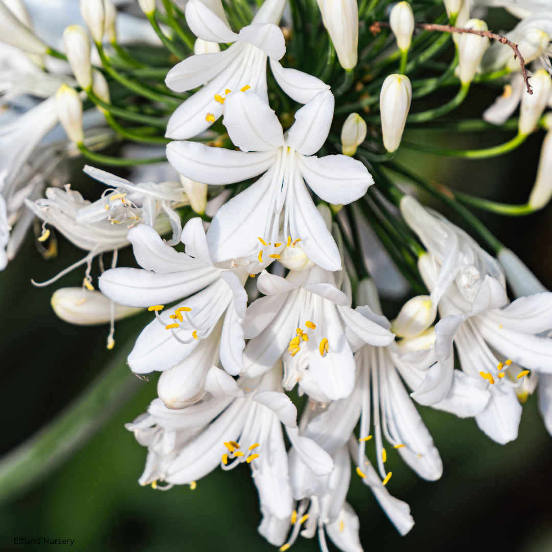 Agapanthus 'Getty White' (White Lily of the Nile) - 1000 Seeds - Bulk