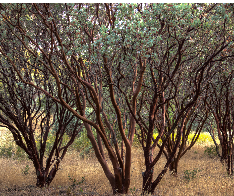 Arctostaphylos manzanita (Common Manzanita) - 100 Seeds - Bulk