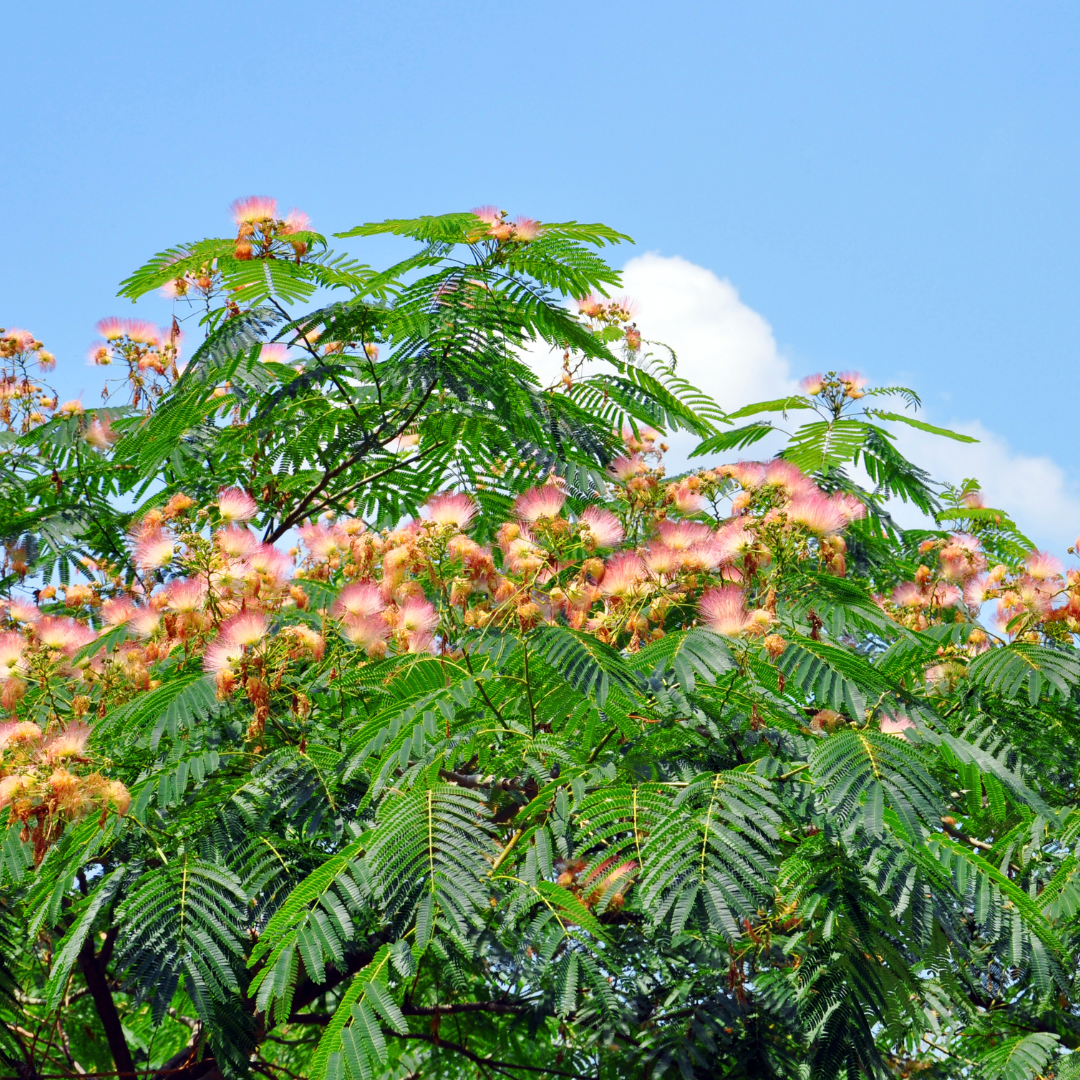 Albizia julibrissin (Mimosa Tree, Persian Silk Tree) - 1000 Seeds - Bulk