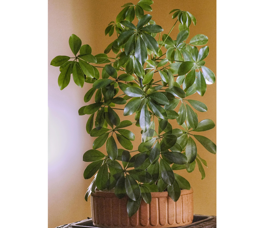 Schefflera arboricola (Dwarf Umbrella Tree) - 1,000 Seeds - Bulk