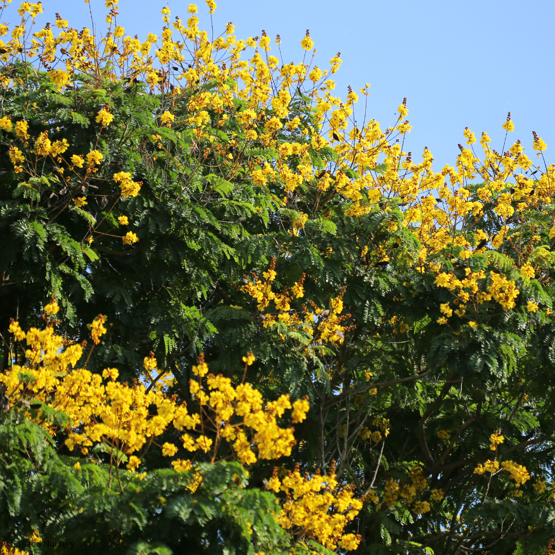Caesalpinia pulcherrima Yellow  (Mexican Bird of Paradise) - 1000 Seeds - Bulk