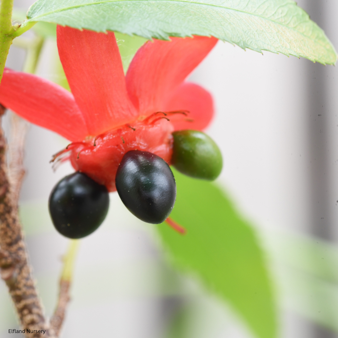 Ochna serrulata (Mickey Mouse Plant) - 100 Seeds - Bulk