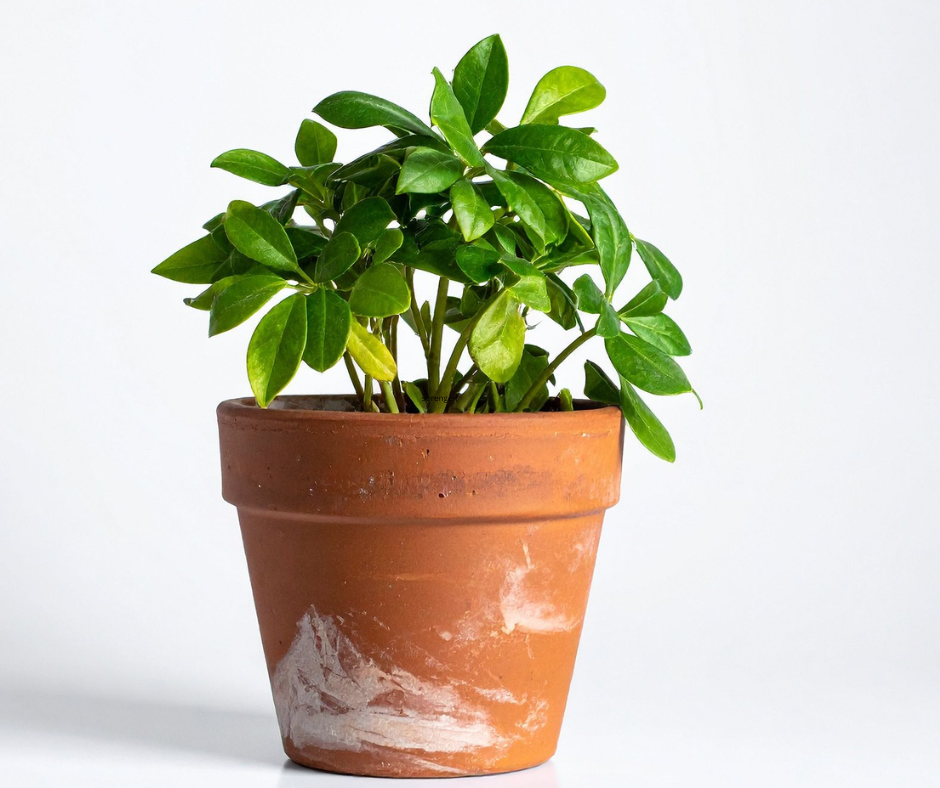 Schefflera arboricola (Dwarf Umbrella Tree) - 1,000 Seeds - Bulk