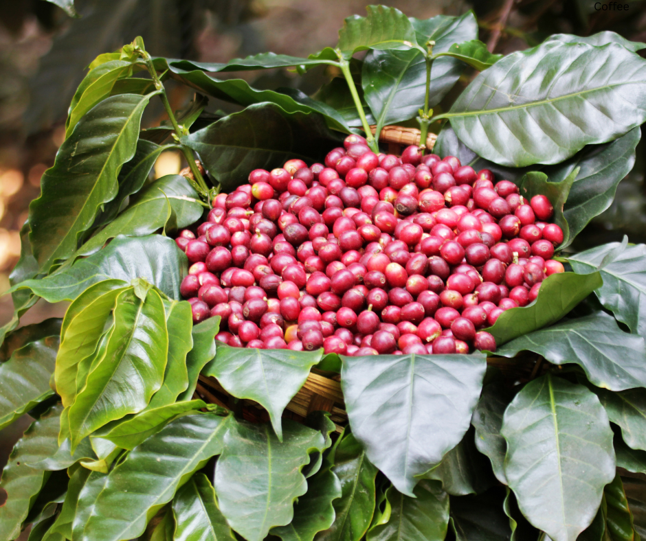 Coffee arabica ‘Aztec Gold’ (Oro Azteca / Dwarf Coffee) - 1,000 Seeds