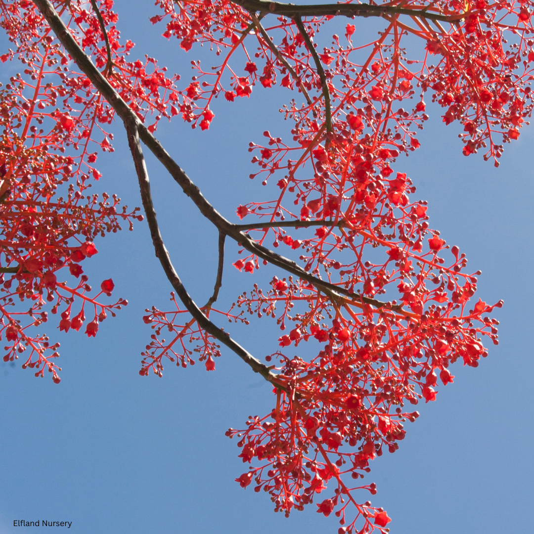 Brachychiton acerifolius (Flame Bottletree)  - 1000 Seeds - Bulk
