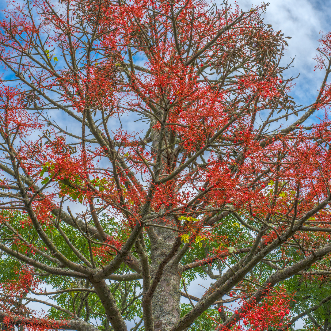 Brachychiton acerifolius (Flame Bottletree)  - 1000 Seeds - Bulk