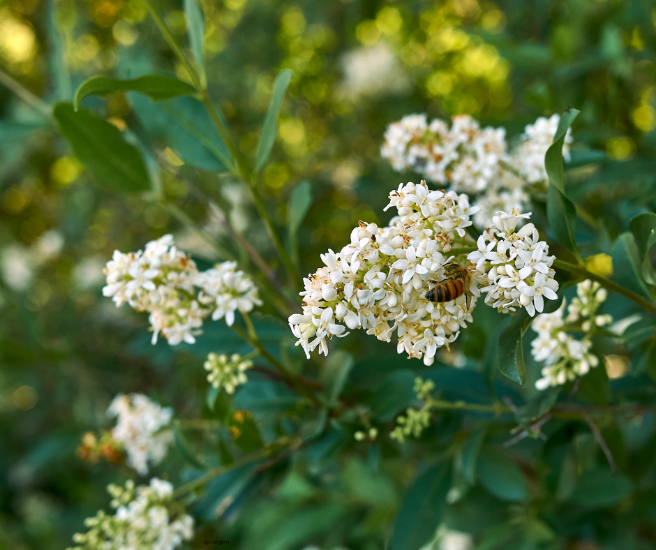 Ligustrum texanum (Texas Privet) - 1,000 Seeds - Bulk