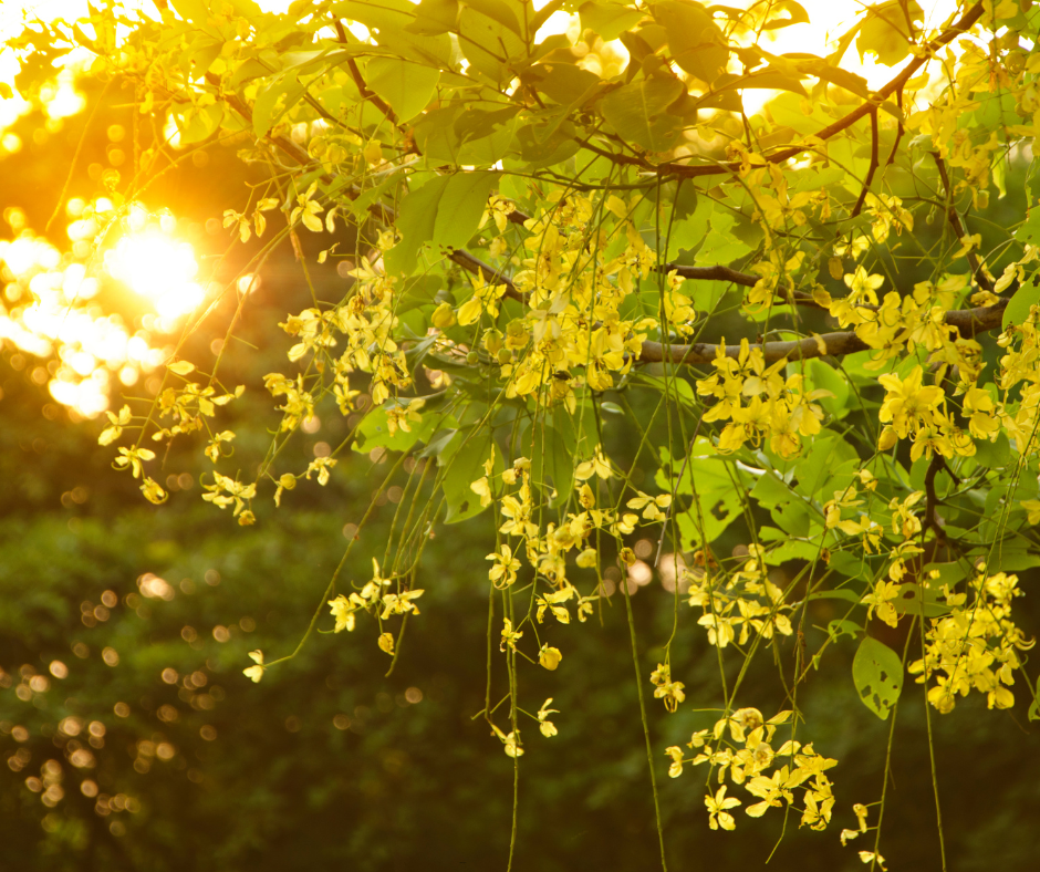 Cassia leptophylla (Gold Medallion Tree) - 1,000 Seeds - Bulk