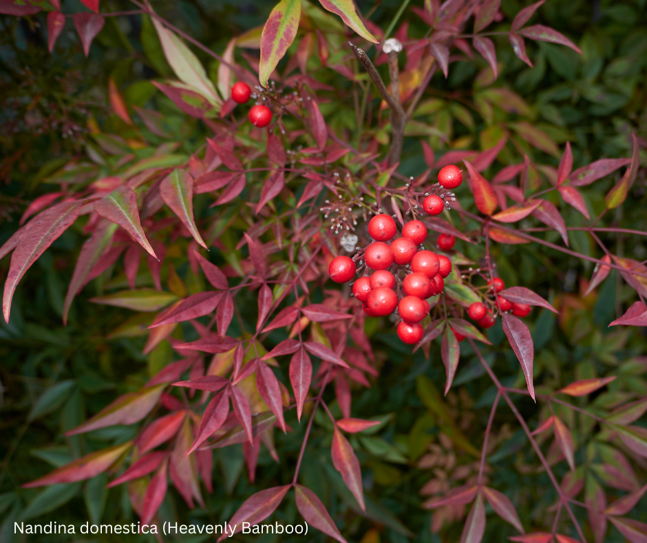 Nandina domestica (Heavenly Bamboo) - 1,000 Seeds -  Bulk