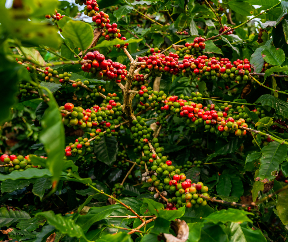 Coffee arabica ‘Aztec Gold’ (Oro Azteca / Dwarf Coffee) - 1,000 Seeds