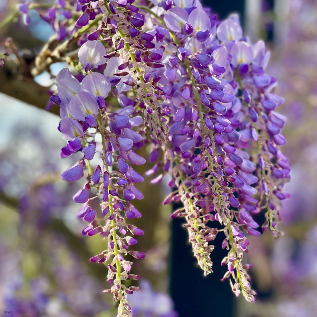 Wisteria sinensis (Chinese Wisteria) - 1000 Seeds - Bulk