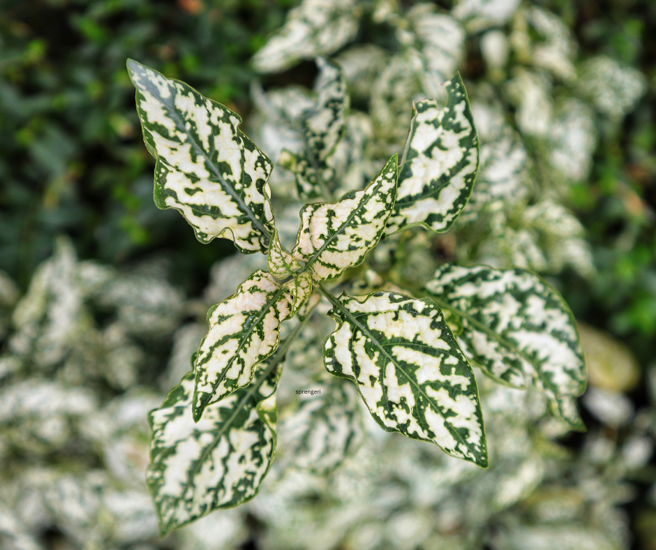 Hypoestes phyllostachya ‘Coloratus White’ (White Polka Dot Plant) - 1,000 Seeds - Bulk