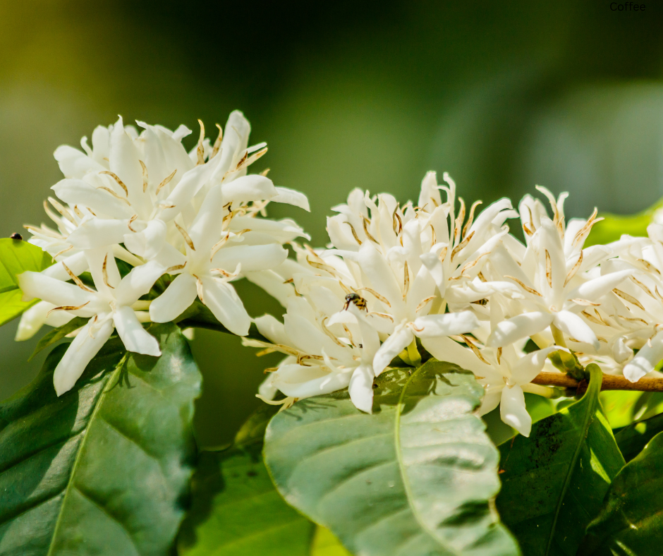 Coffee arabica ‘Aztec Gold’ (Oro Azteca / Dwarf Coffee) - 1,000 Seeds
