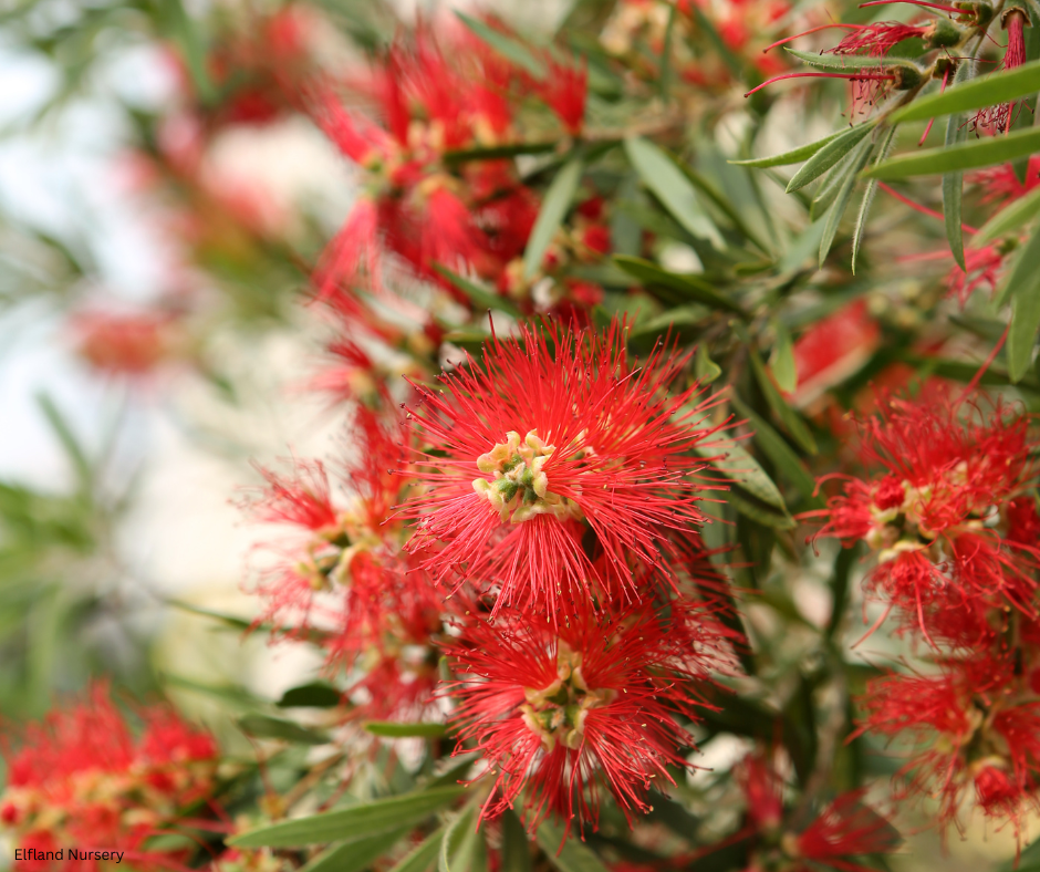 Calliandra californica (Baja Fairy Duster) - 1000 Seeds - Bulk