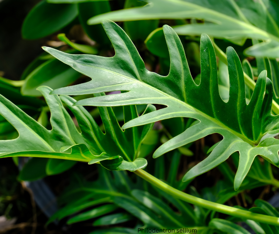 Philodendron selloum (Tree Philodendron) - 1,000 Seeds - Bulk