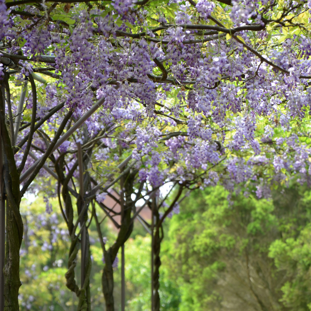 Wisteria sinensis (Chinese Wisteria) - 1000 Seeds - Bulk