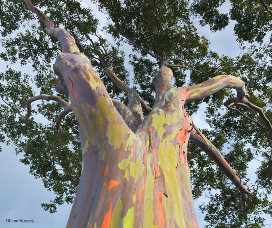 Eucalyptus deglupta (Rainbow Eucalyptus)  - 1,000 Seeds - Bulk