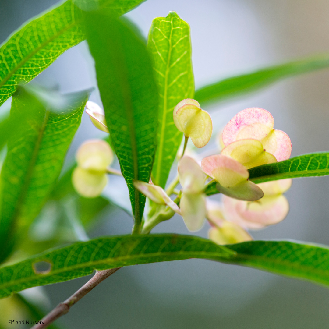 Dodonaea viscosa 'Green' (Green Hopseed Bush) - 1000 Seeds - Bulk