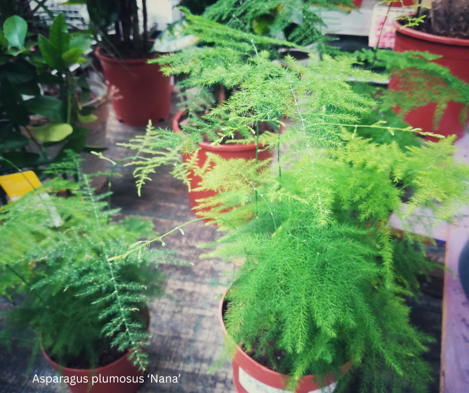 Asparagus plumosus ‘Nana’ (Dwarf Asparagus Fern) - 1,000 Seeds -  Bulk