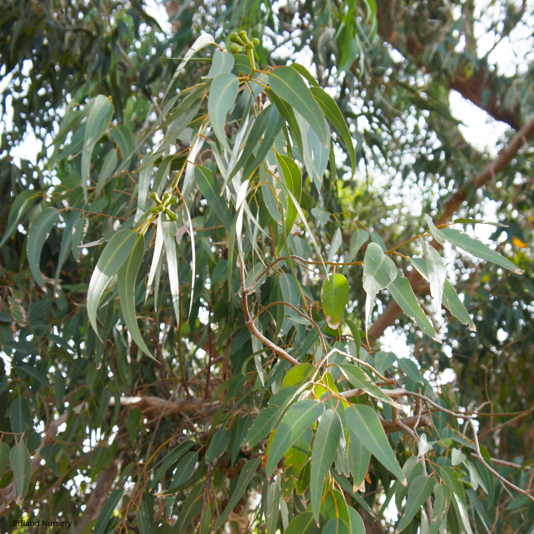 Eucalyptus citriodora (Lemon-scented Gum) - 1,000 Seeds - Bulk