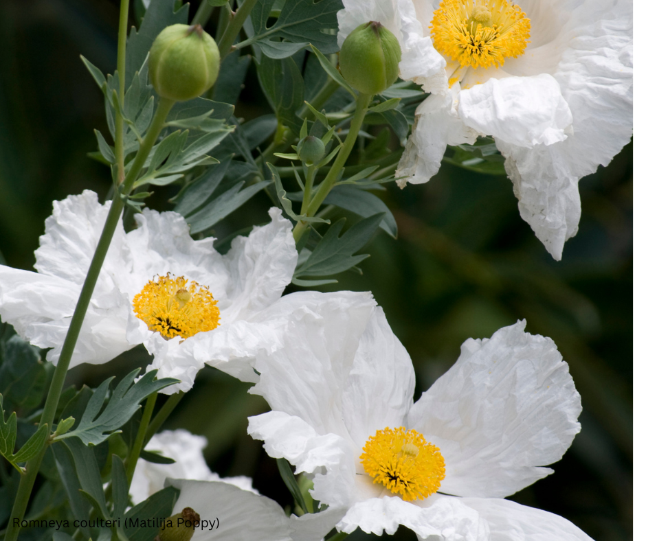 Romneya coulteri (Matilija Poppy) - 1,000 Seeds - Bulk