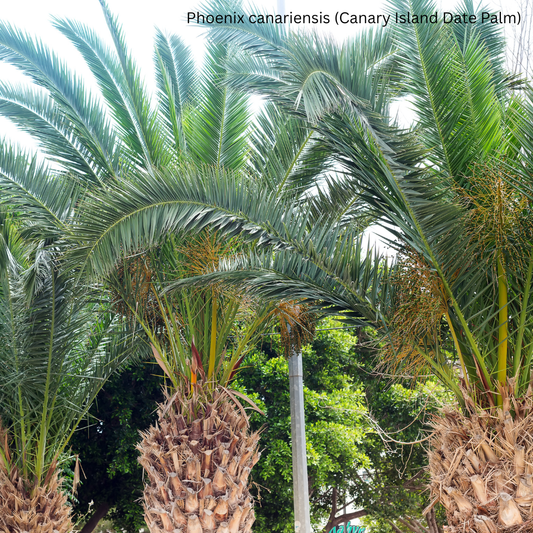 Phoenix canariensis (Canary Island Date Palm) - 1,000 Seeds -  Bulk