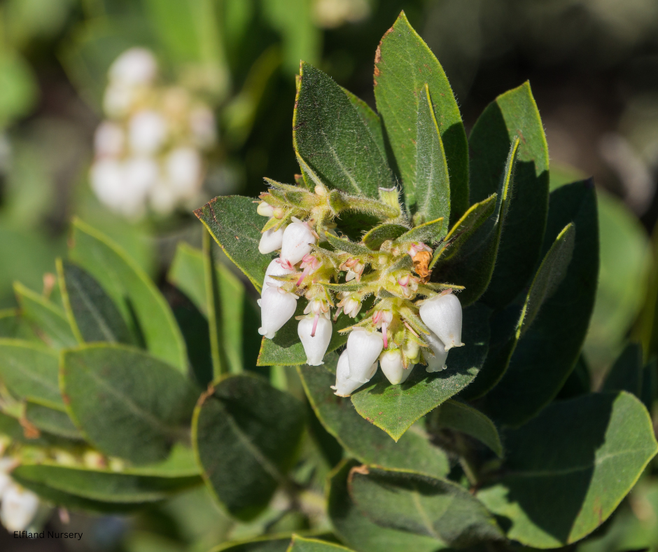 Arctostaphylos manzanita (Common Manzanita) - 100 Seeds - Bulk
