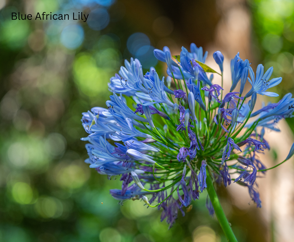 Agapanthus africanus (Blue African Lily) - 1,000 Seeds - Bulk