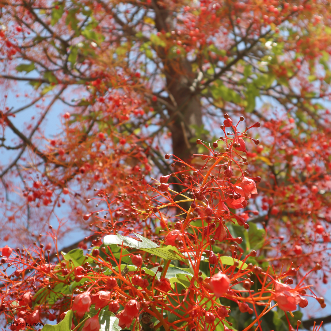 Brachychiton acerifolius (Flame Bottletree)  - 1000 Seeds - Bulk
