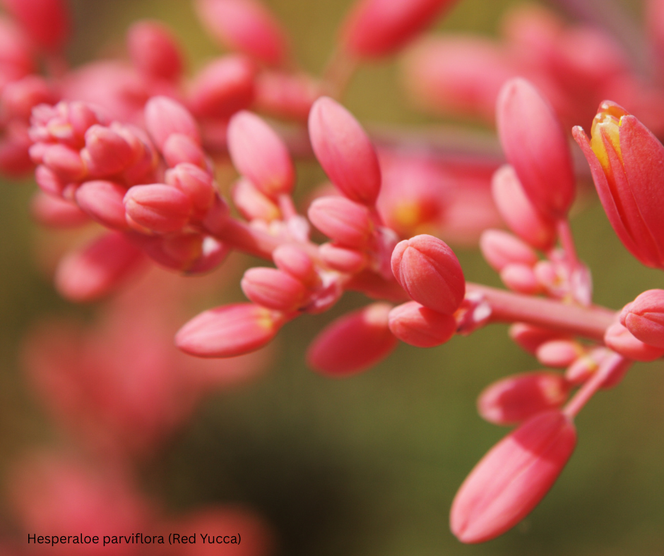 Hesperaloe parviflora (Red Yucca) - 1,000 Seeds -  Bulk