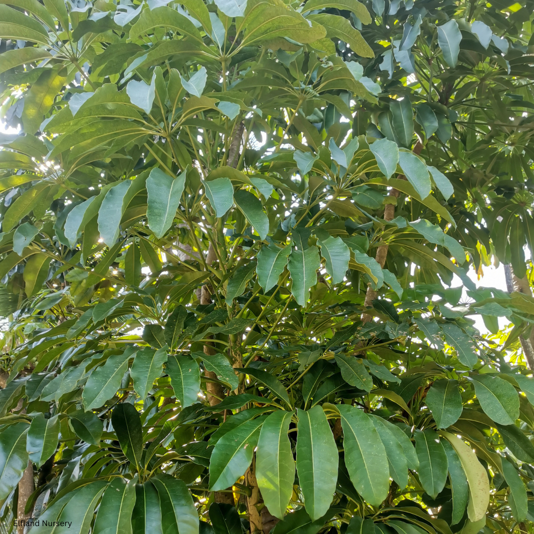 Tupidanthus calyptratus (Schefflera pueckleri, Finger Leaf Umbrella Tree ) - 1000 Seeds - Bulk