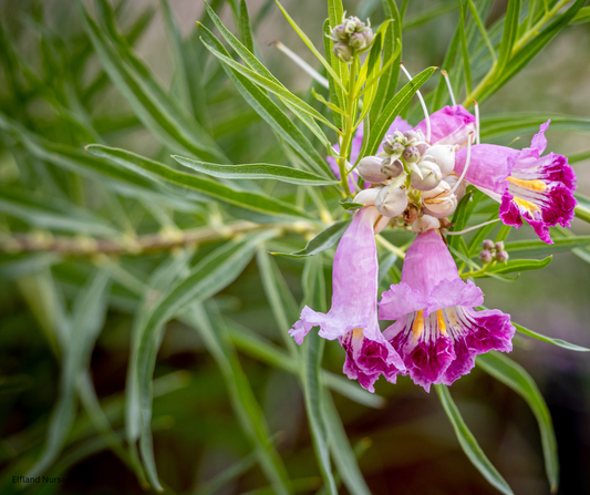 Chilopsis linearis (Desert Willow) - 1000 Seeds - Bulk