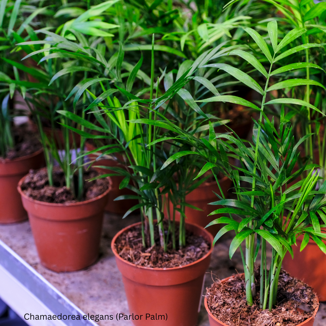 Chamaedorea elegans (Neanthe Bella, Parlor, Dwarf Palm) - 1,000 Seeds -  Bulk