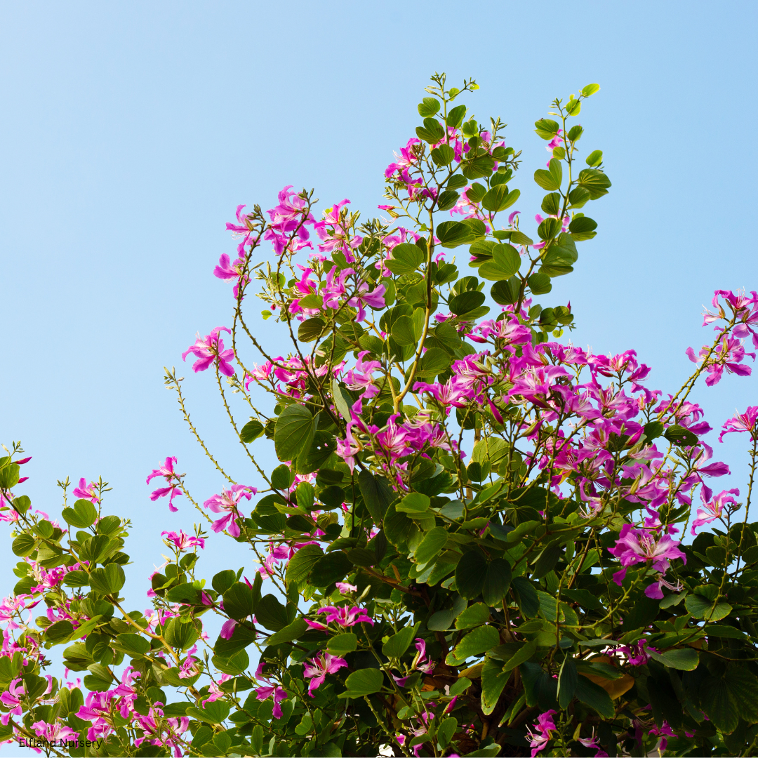 Bauhinia purpurea (Purple Orchid Tree) - 1000 Seeds - Bulk