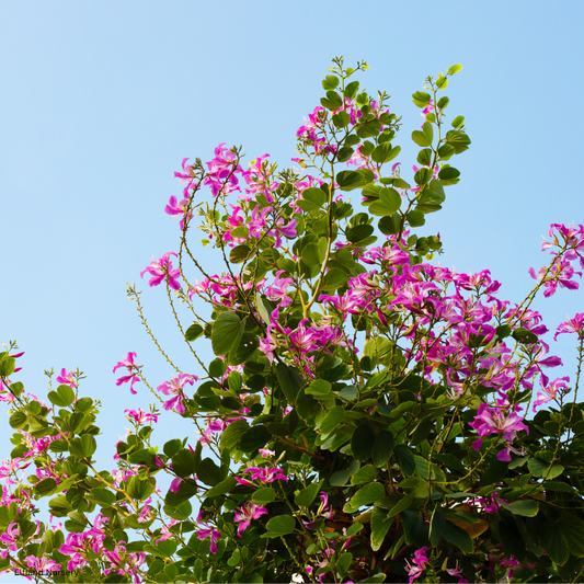 Bauhinia purpurea (Purple Orchid Tree) - 1000 Seeds - Bulk