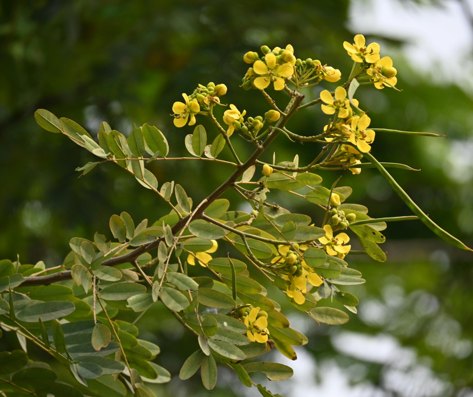 Cassia leptophylla (Gold Medallion Tree) - 1,000 Seeds - Bulk