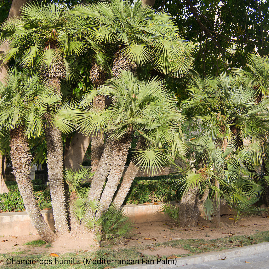 Chamaerops humilis (Mediterranean Fan Palm, European Fan Palm) - 1,000 Seeds -  Bulk