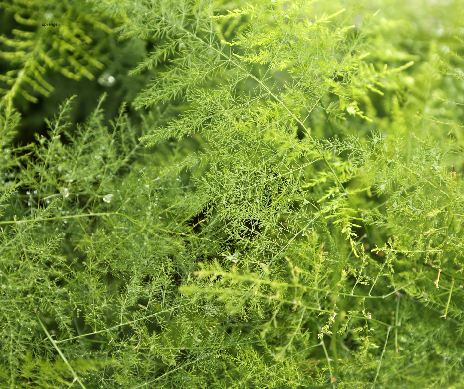 Asparagus sprengeri (Sprenger’s Asparagus Fern) - 1,000 Seeds - Wholesale Bulk