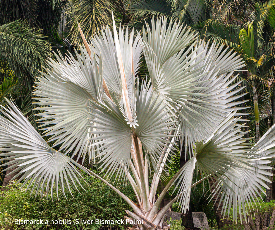 Bismarckia nobilis (Silver Bismarck Palm) - 100 Seeds -  Bulk