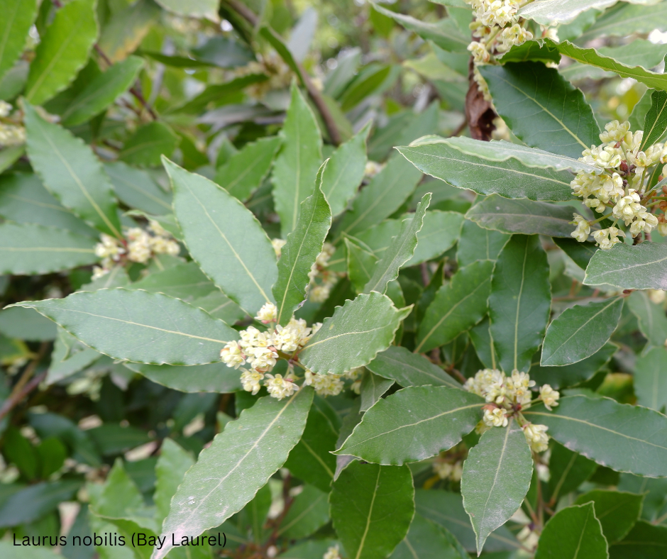 Laurus nobilis (Bay Laurel) - 1,000 Seeds - Bulk