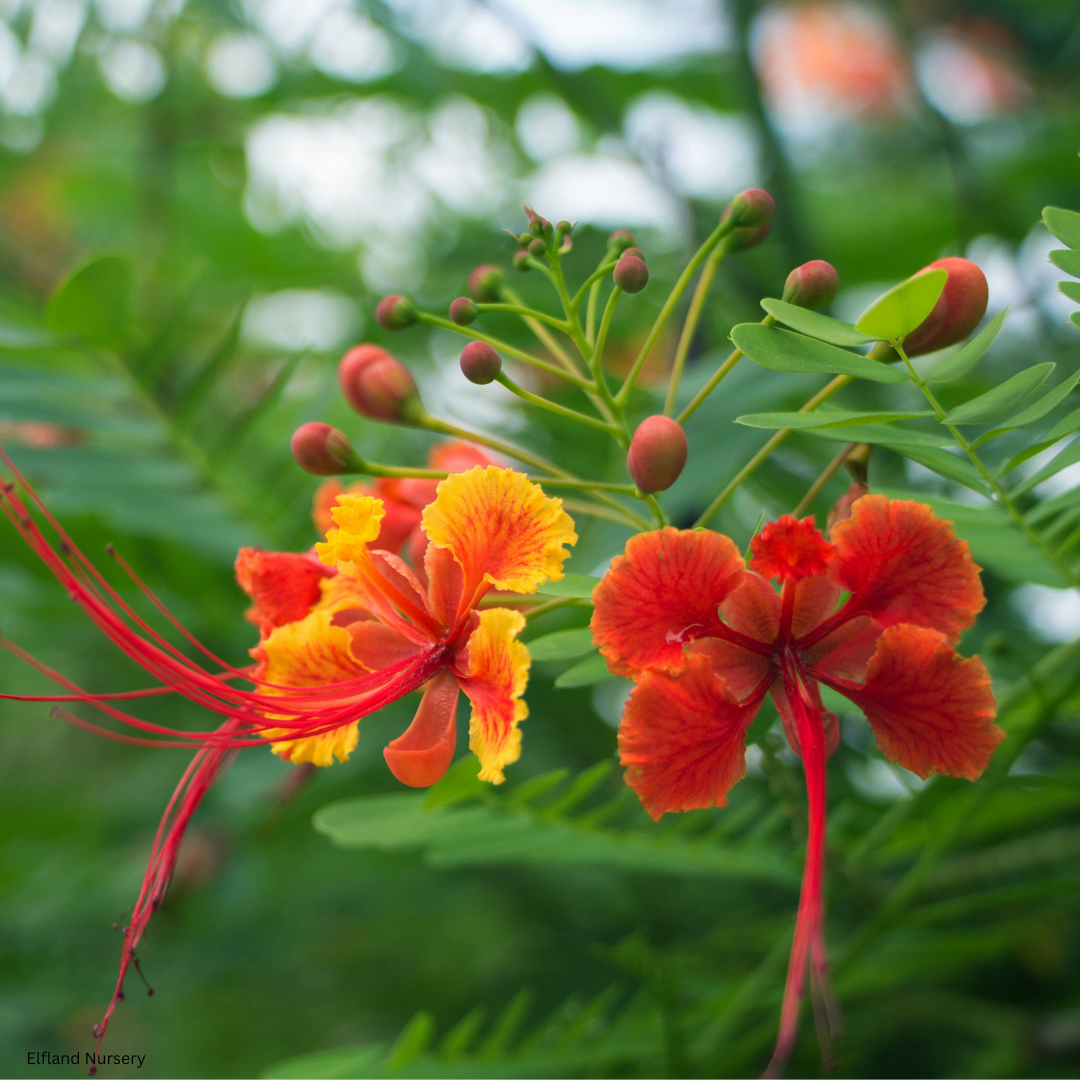 Caesalpinia pulcherrima (red bird of paradise) - 1000 Seeds - 2026 Harvest Pre-Order