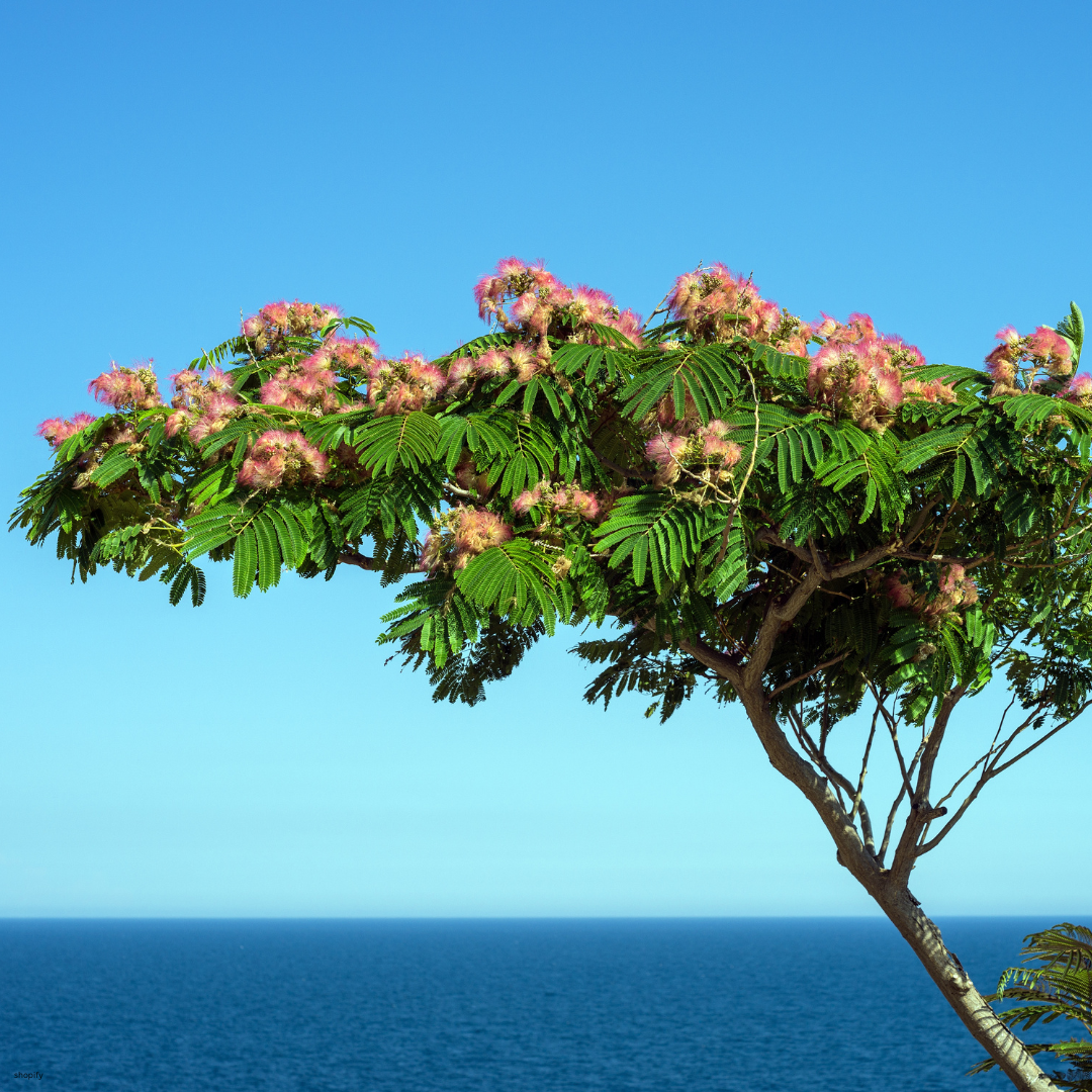 Albizia julibrissin (Mimosa Tree, Persian Silk Tree) - 1000 Seeds - Bulk