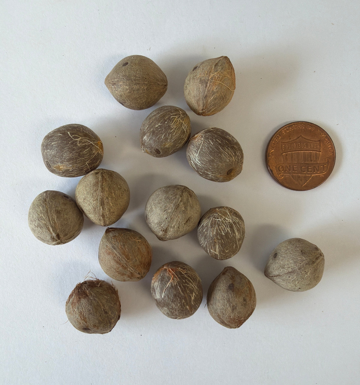 Butia capitata (Jelly Palm, Pindo Palm) - 1000 Seeds - Bulk