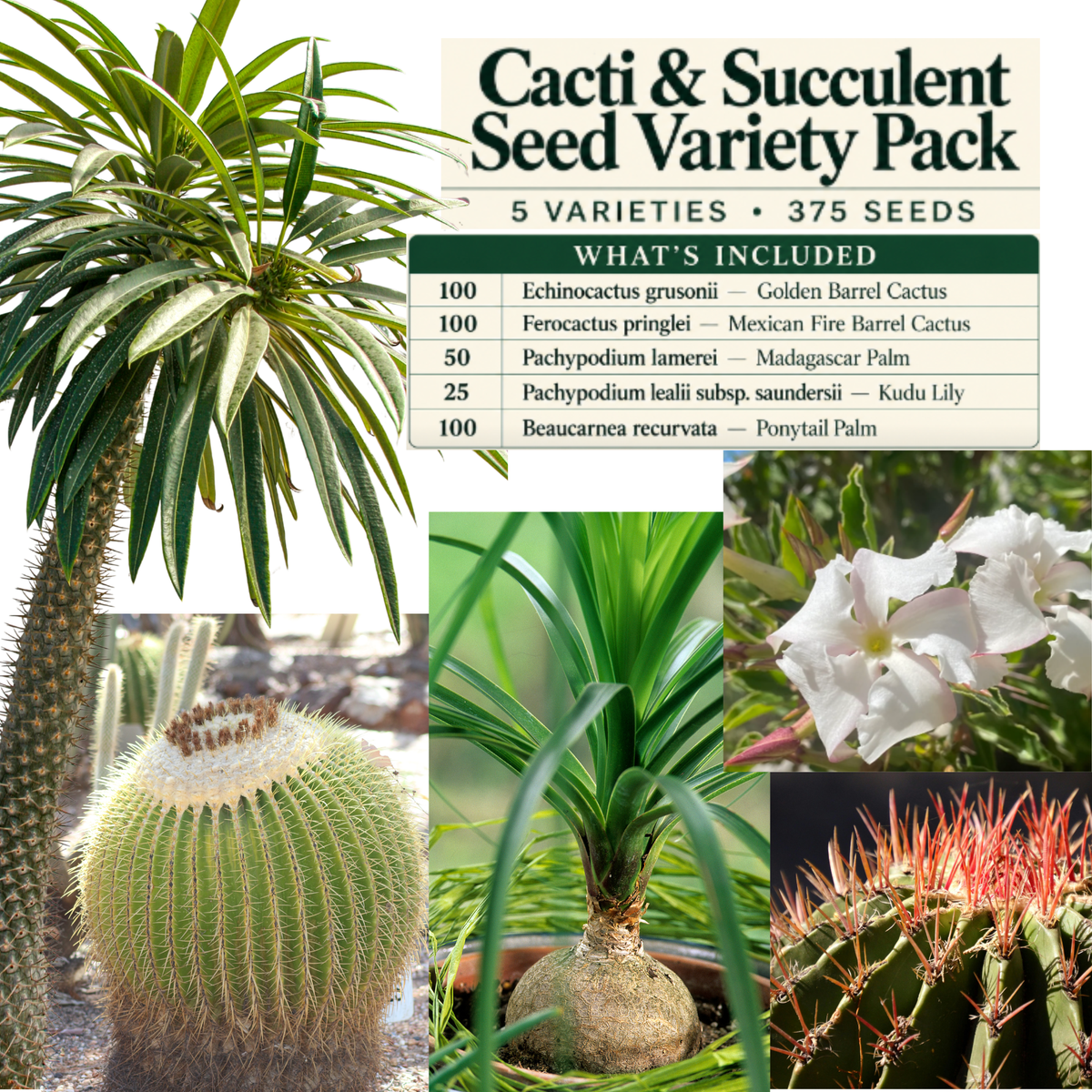 Cacti & Succulent Seed Variety Pack – 5 Varieties, 375 Seeds