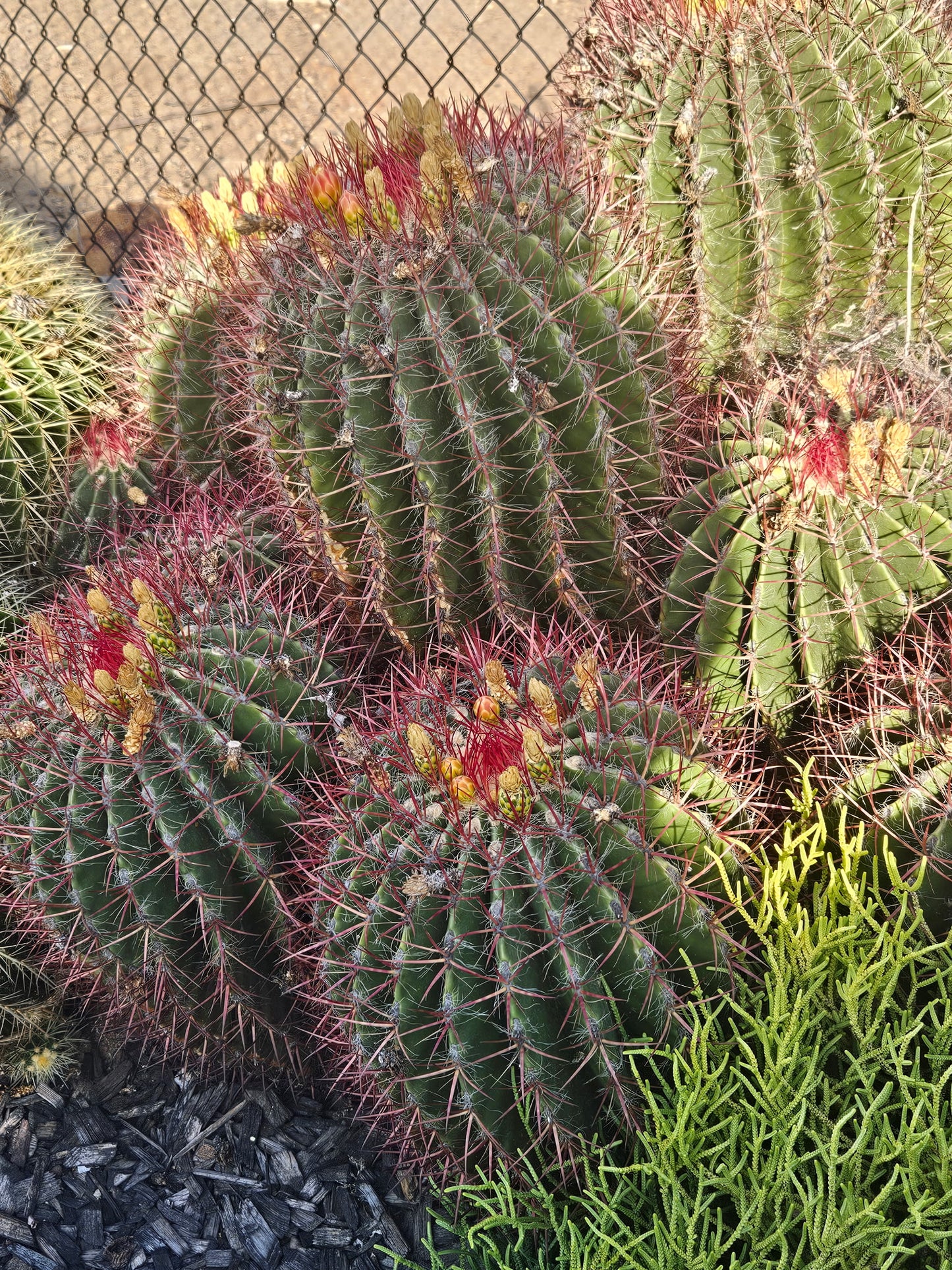 Ferocactus pringlei (Mexican Fire Barrel Cactus) - 1000 Seeds - Bulk