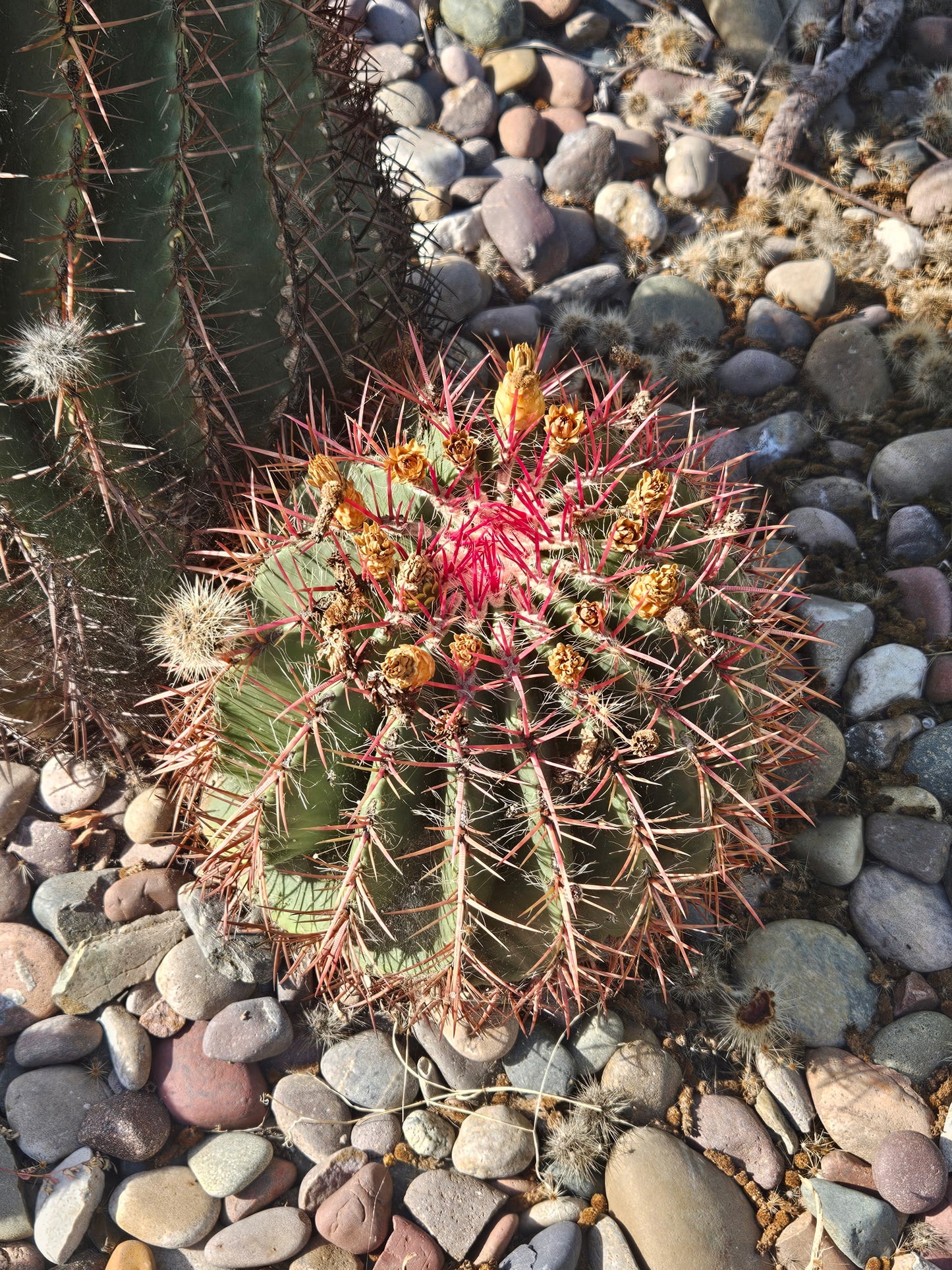 Ferocactus pringlei (Mexican Fire Barrel Cactus) - 1000 Seeds - Bulk