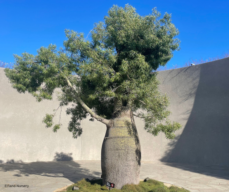 Brachychiton rupestris (Queensland Bottle Tree)  - 100 Seeds